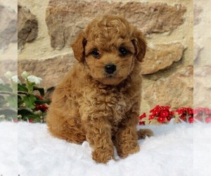 Pom-A-Poo-Poodle (Miniature) Mix Puppy for sale in EAST EARL, PA, USA