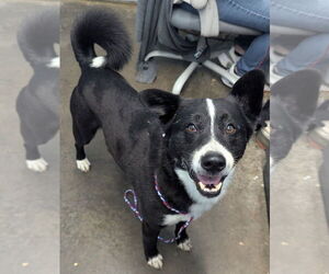 Border Collie-Unknown Mix Dogs for adoption in Evansville, IN, USA