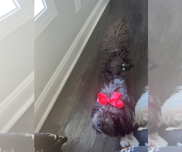 Medium Photo #5 Yorkshire Terrier Puppy For Sale in E FAYETTEVLLE, NC, USA
