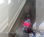 Sheba - Female Yorkshire Terrier Puppy for Sale - Photo #5