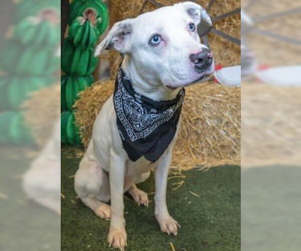 Medium Photo #4 Labrador Retriever-Unknown Mix Puppy For Sale in Houston, TX, USA