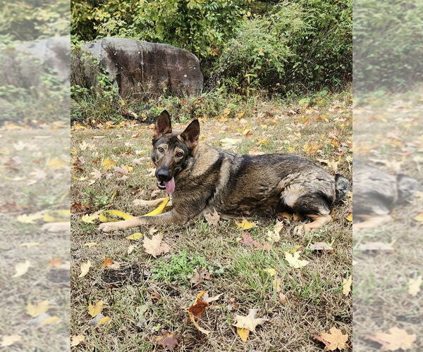 Medium Photo #1 German Shepherd Dog-Unknown Mix Puppy For Sale in Brewster, NY, USA