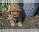 Puppy Rider Goldendoodle (Miniature)