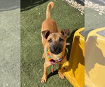 Small #3 Black Mouth Cur Mix