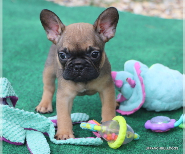Medium Photo #5 French Bulldog Puppy For Sale in WINNSBORO, TX, USA