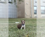Small #3 Boston Terrier