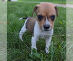 Small #1 Beagle
