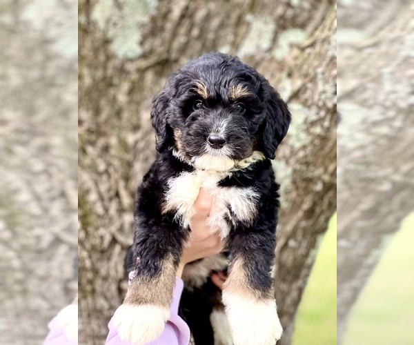 Medium Photo #7 Bernedoodle Puppy For Sale in SOCIAL CIRCLE, GA, USA
