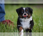 Small #8 Miniature Australian Shepherd