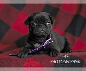 Jug-Pug Mix Puppy for sale in LIBERTY, KY, USA