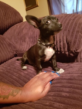 Medium Photo #1 Chihuahua Puppy For Sale in SHREVEPORT, LA, USA