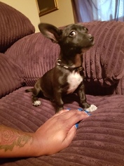 Chihuahua Puppy for sale in SHREVEPORT, LA, USA