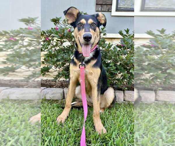 Medium Photo #1 Mutt Puppy For Sale in FRAMINGHAM, MA, USA