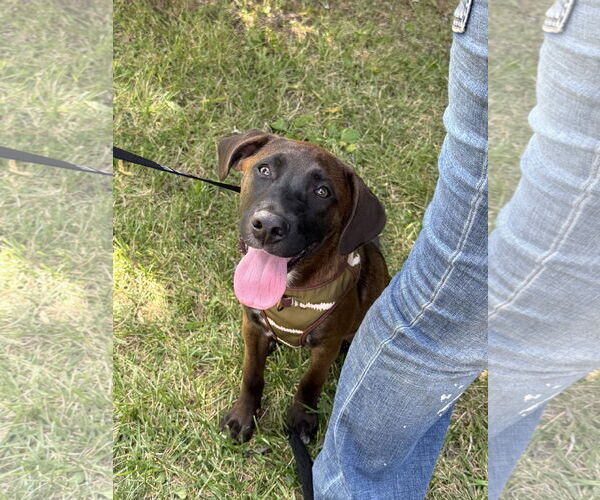 Medium Photo #2 Labrador Retriever-Unknown Mix Puppy For Sale in Stephens City, VA, USA