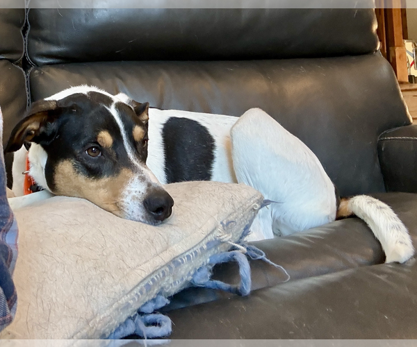 Medium Photo #2 Mutt Puppy For Sale in Sandy, UT, USA