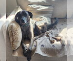 Small #6 Catahoula Leopard Dog