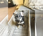Small Photo #81 French Bulldog Puppy For Sale in CHARLOTTE, NC, USA