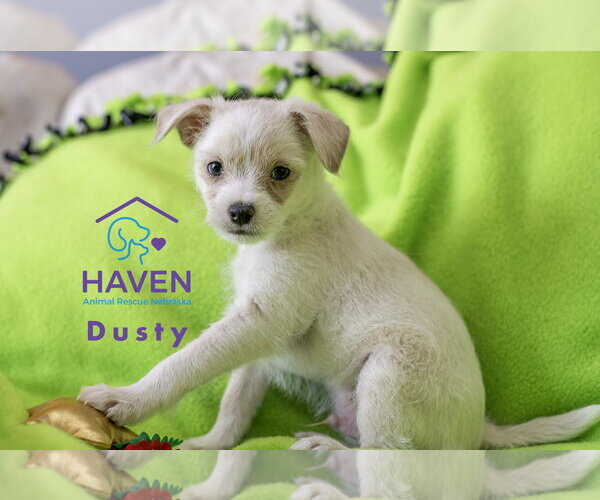 Medium Photo #3 Maltese-Unknown Mix Puppy For Sale in Omaha, NE, USA