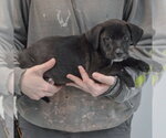 Small #1 Boxer Mix