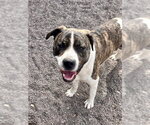 Small #1 Labrador Retriever Mix