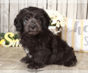Havanese-Poodle (Toy) Mix Puppy for sale in MOUNT VERNON, OH, USA