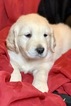 Small Photo #1 Golden Retriever Puppy For Sale in MORGANTOWN, IN, USA