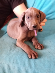 Great Dane Puppy for sale in HUACHUCA CITY, AZ, USA
