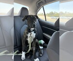Small #18 Boxer Mix