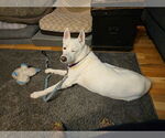 Small #1 Mutt