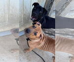 Small #16 Labrador Retriever Mix