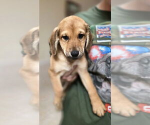 Golden Retriever-Unknown Mix Dogs for adoption in Osgood, IN, USA