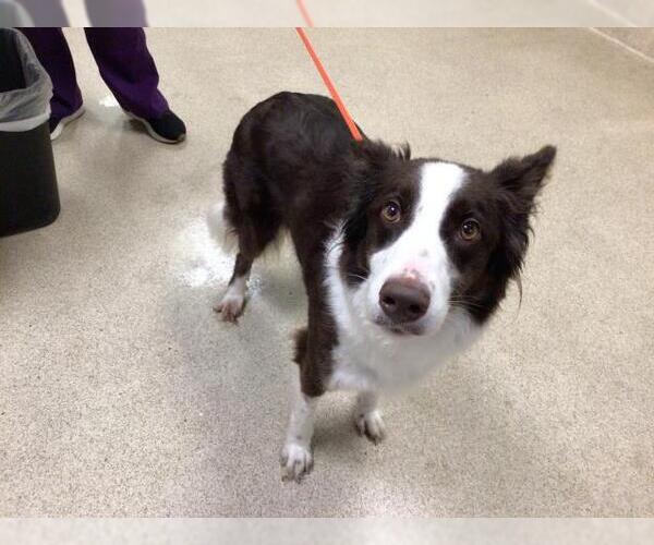 Medium Photo #1 Border Collie-Unknown Mix Puppy For Sale in Riverside, CA, USA