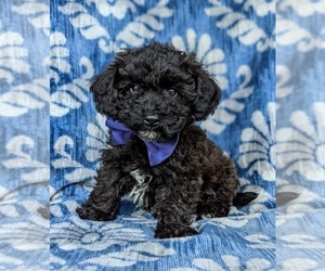 Poovanese Puppy for sale in LEOLA, PA, USA