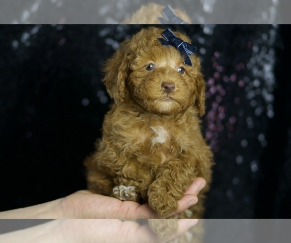 Medium Photo #6 Poodle (Toy) Puppy For Sale in WARSAW, IN, USA