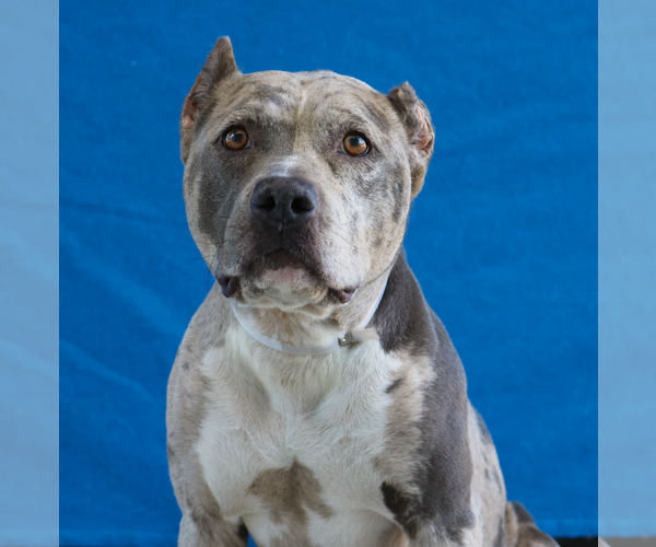 Medium Photo #2 American Pit Bull Terrier Puppy For Sale in Pasadena, CA, USA