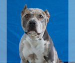 Small #1 American Pit Bull Terrier