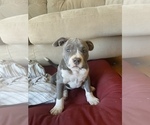 Small Photo #26 American Bully Puppy For Sale in LUBBOCK, TX, USA