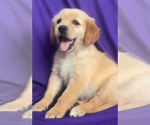 Golden Retriever Puppy for sale in SANTA ANA, CA, USA