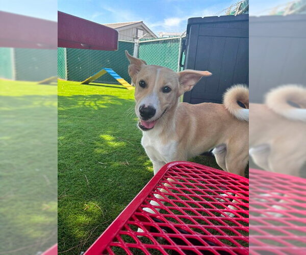 Medium Photo #2 German Shepherd Dog Puppy For Sale in San Bernardino, CA, USA