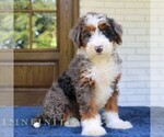 Image preview for Ad Listing. Nickname: Bruno