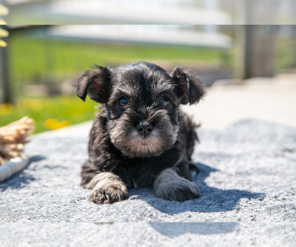 Medium Photo #15 Schnauzer (Miniature) Puppy For Sale in BALTIC, OH, USA