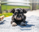 Small Photo #15 Schnauzer (Miniature) Puppy For Sale in BALTIC, OH, USA