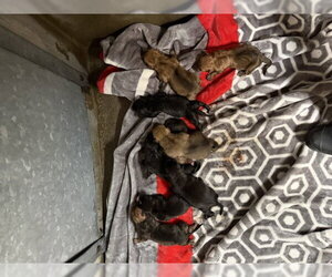 Mutt Dogs for adoption in San Bernardino, CA, USA