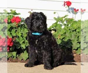 Goldendoodle Puppy for sale in LANCASTER, PA, USA