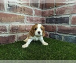 Small #1 Cavalier King Charles Spaniel