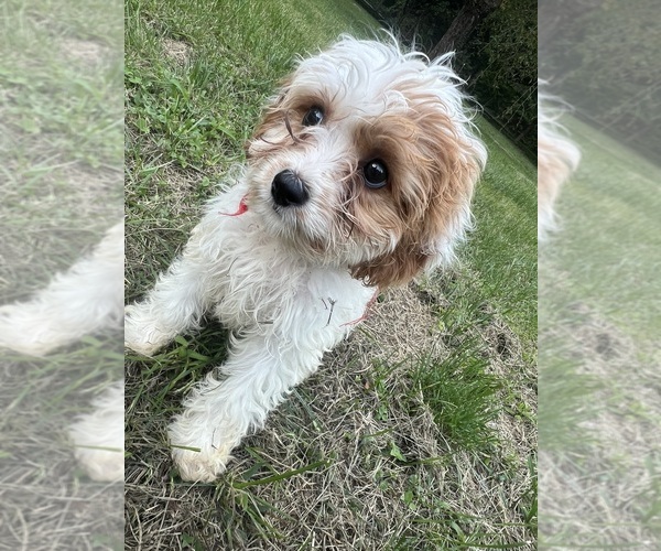Medium Photo #1 Cavapoo-Poodle (Miniature) Mix Puppy For Sale in DURHAM, CT, USA