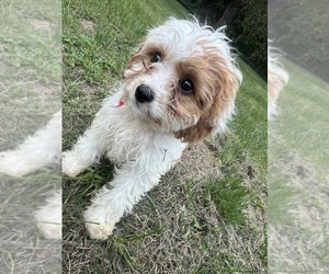 Cavapoo-Poodle (Miniature) Mix Puppy for sale in DURHAM, CT, USA