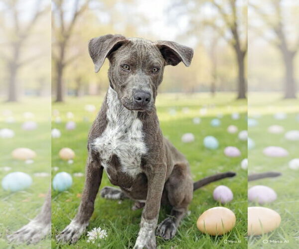 Medium Photo #6 Pointer-Unknown Mix Puppy For Sale in Talladega, AL, USA