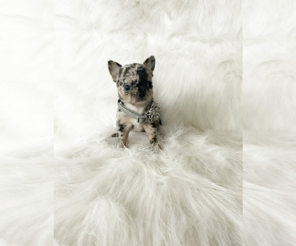Medium Photo #6 Chihuahua Puppy For Sale in SACRAMENTO, CA, USA