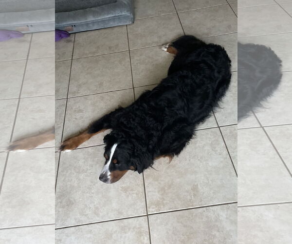 Medium Photo #4 Bernese Mountain Dog Puppy For Sale in Miami, FL, USA
